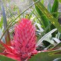 bromeliad flower no. 3